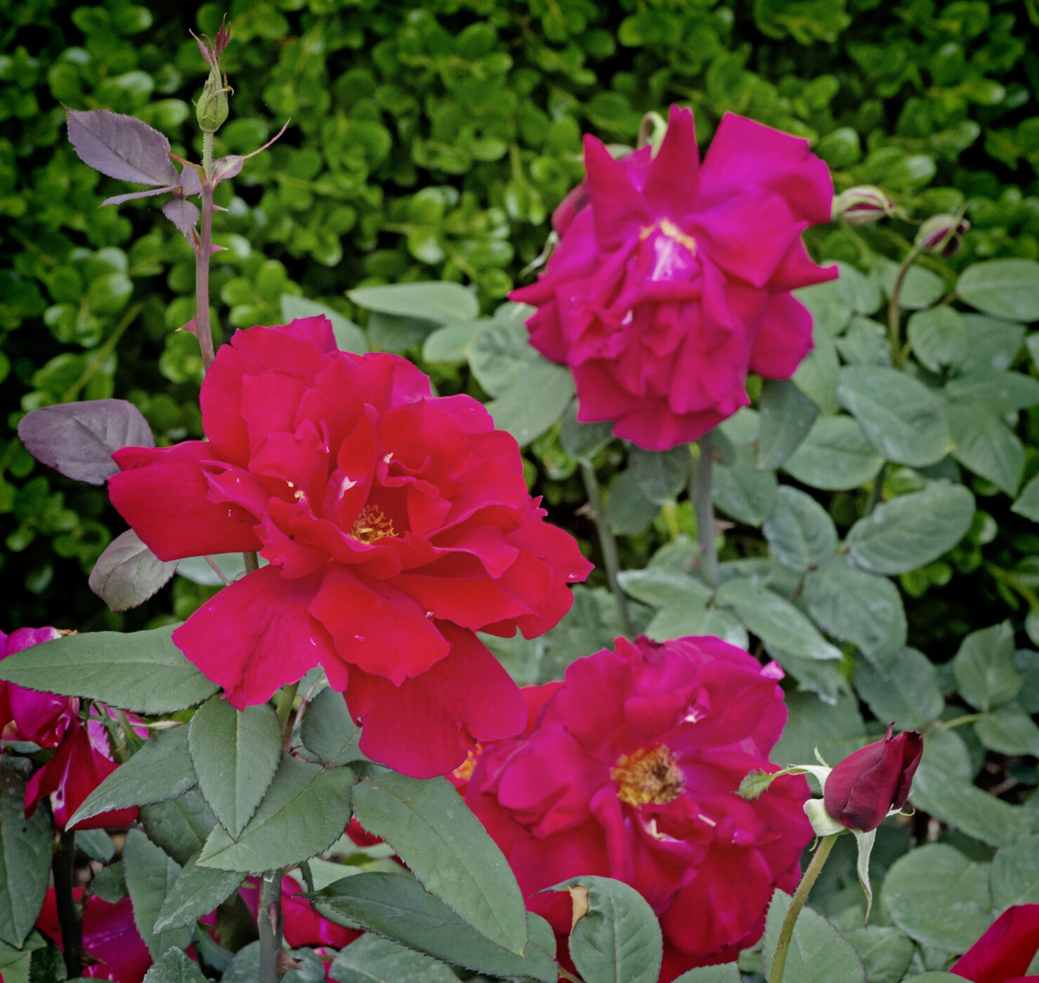 Hershey Gardens roses